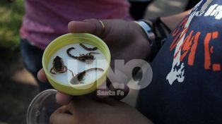 Alacranes: recomendaciones para prevenir picaduras