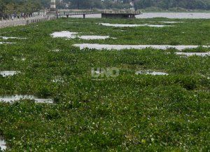 Qué traen los camalotes que llegan a las costas de Santa Fe en plena crecida del Paraná