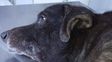 El perro fue operado en el hospital de Carlos Cossia.
