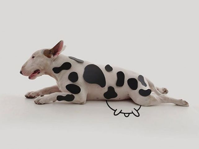 Su esposa lo dejó, pero creó un mundo con su perro