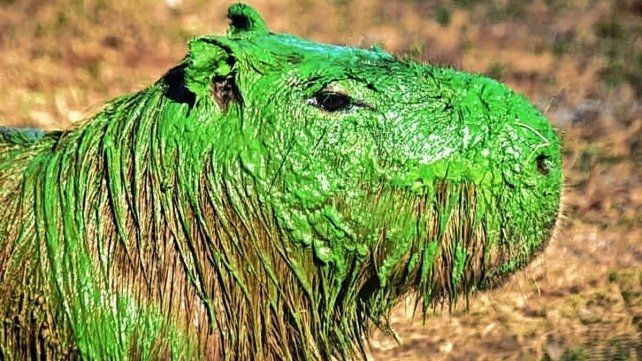 Continúa la investigación sobre el verdín que cubrió el río Uruguay