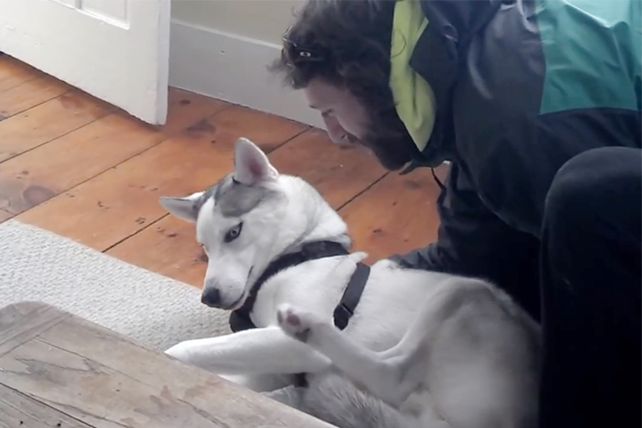 El perro que dice no a su dueño es furor en internet