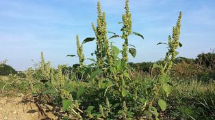 Malezas. Los agroquímicos cada vez afectan menos a Amaranthus.