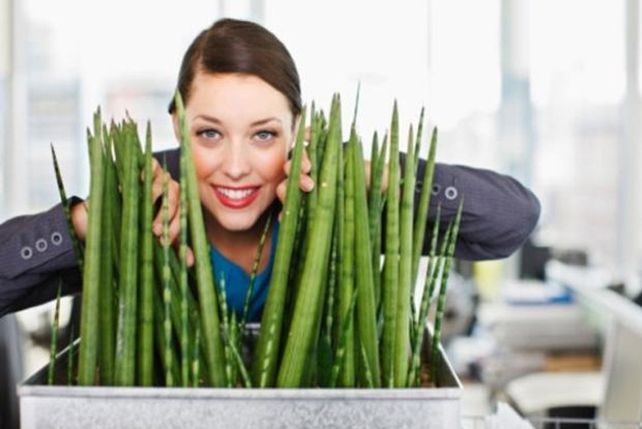 Tener plantas en el trabajo mejora la productividad y reduce el estrés laboral
