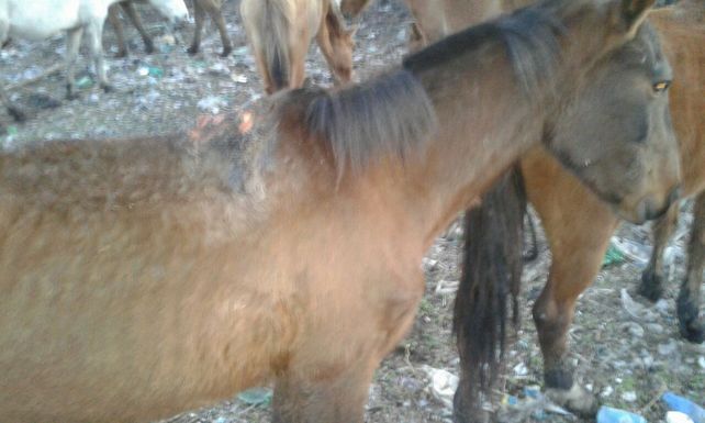 Los caballos maltratados de Viale fueron trasladados del basural a un campo