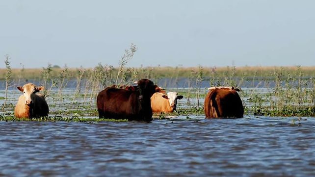 En zona de islas y campos inundables entrerrianos hay poco más de 492.000 cabezas de ganado. Piden reubicación ante las cosecuencias previstas por El Niño