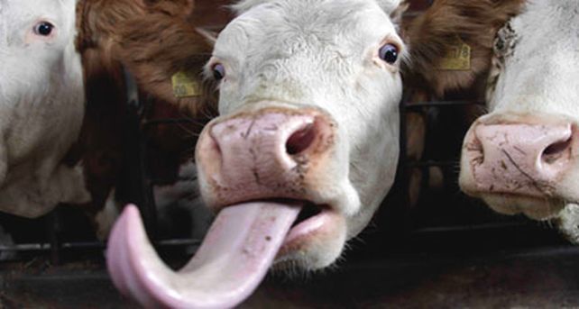 En Canad&aacute; les dan vino a las vacas para mejorar la carne, y les va bien