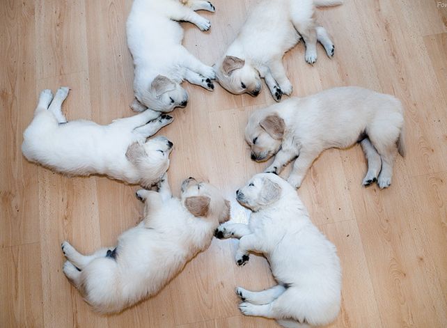 Descanso. Los cachorros tienen sus tiempos y lo mejor es adiestrarlos lo antes posible para que aprendan mejor.