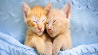 truco viral en redes sociales para hacer dormir a tu gatito bebe