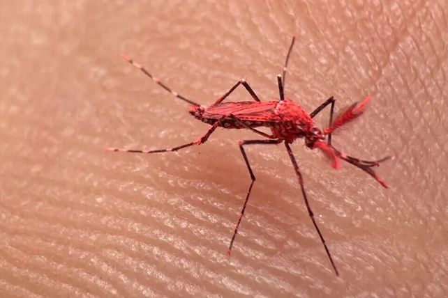 Nuevo plan contra el dengue: cria masiva de mosquitos rojos.