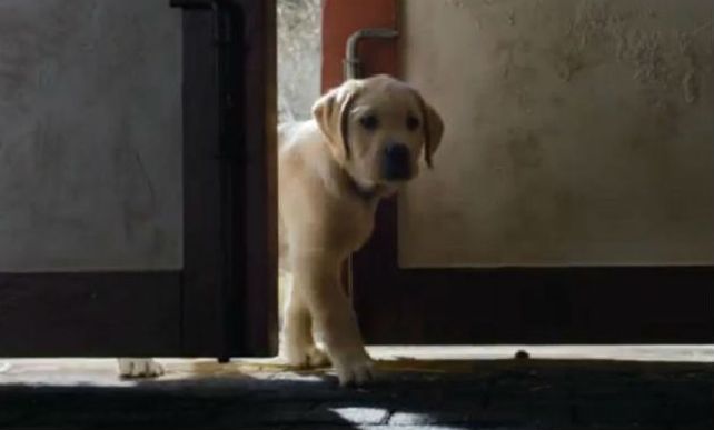 Una publicidad de cerveza eligió contar la historia de la amistad entre un perro y un caballo en el Super Bowl.