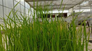 Más arroz. Los resultados conseguidos fueron presentados en el XIII Congreso Brasileiro de Arroz Irrigado (Pelotas, Brasil) y en el Primer Congreso de Redes Biotecnológicas (Redbio) 2025.