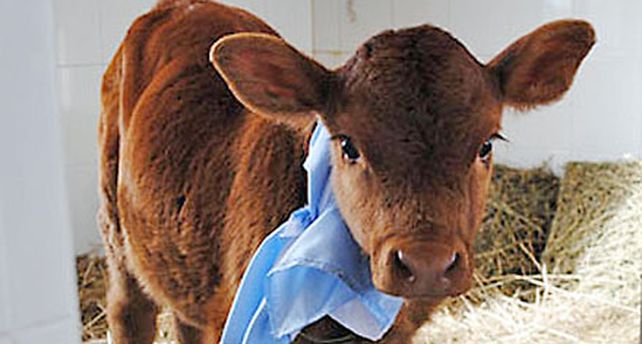 Presentaron una ternera clonada que producir&aacute; leche maternizada