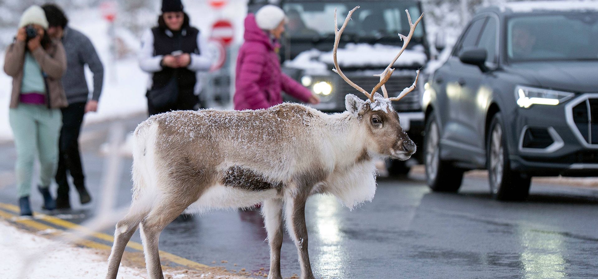 Animales de la manada de renos de Cairngorm, la única manada de Gran Bretaña en libertad, detienen el tráfico tras una nevada en una carretera cerca de Aviemore, Escocia, el miércoles 19 de noviembre de 2025. (Jane Barlow/PA vía AP) Animales de la manada de renos de Cairngorm, la única manada de Gran Bretaña en libertad, detienen el tráfico tras una nevada en una carretera cerca de Aviemore, Escocia, el miércoles 19 de noviembre de 2025. (Jane Barlow/PA vía AP)