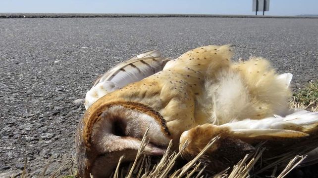 El otro drama de las quemas: cada vez más animales atropellados al intentar escapar del fuego