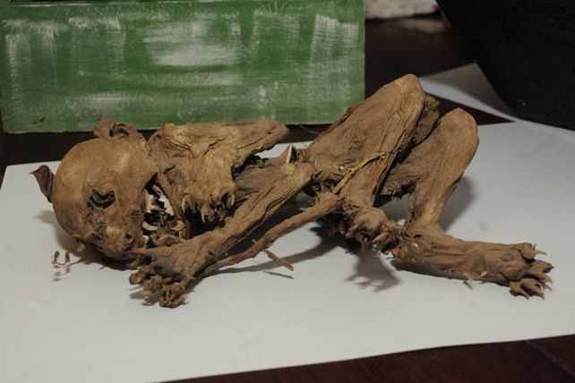 Exhiben restos de un extraño animal parecido al mítico chupacabras