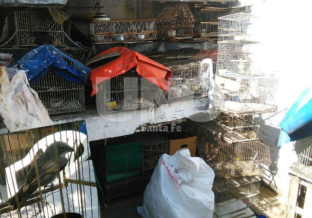 Tráfico y tenencia ilegal: secuestraron aves, jaulas y trampas en la ciudad