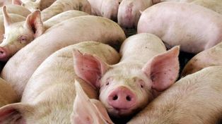 La triquinosis es una enfermedad zoonótica que se transmite del animal al hombre. En Argentina se produce más comúnmente en cerdos domésticos.