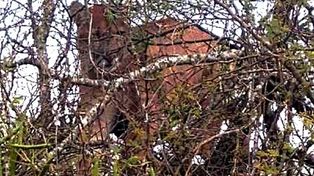 Buscan a un puma que fue visto en un campo entrerriano