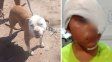 La niña de 8 años sufrió la mordedura en su rostro cuando jugaba con el animal en la casa de una amiguita
