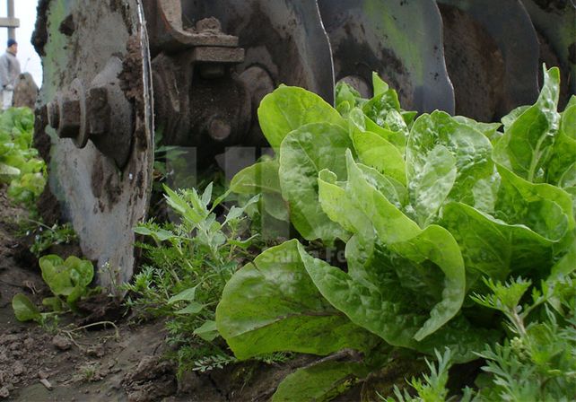 Cómo armar una huerta en casa
