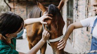 Aprobaron el primer lote de 300.000 dosis de la vacuna contra la encefalomielitis equina.