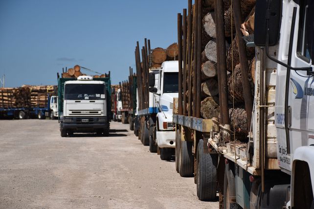 Anuncian que durante 2019 saldrán más de 12 buques con madera desde el Puerto Ibicuy
