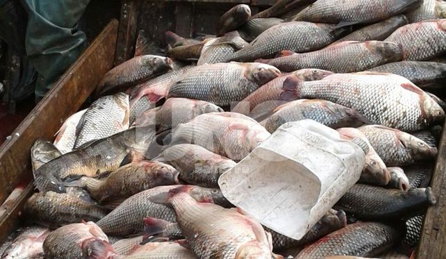 Secuestraron 600 sábalos y redes a tres depredadores de la fauna ictícola