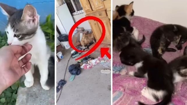 Maltrato animal en San Benito