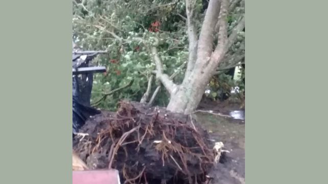 La tormenta arrancó árboles de raíz en Colonia Rivadavia