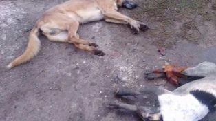 Denuncian la matanza de más de 200 perros en un pueblo bonaerense