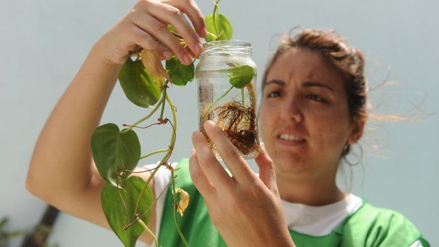 Dengue en Santa Fe. Son trece los barrios donde se encontró la presencia del vector transmisor