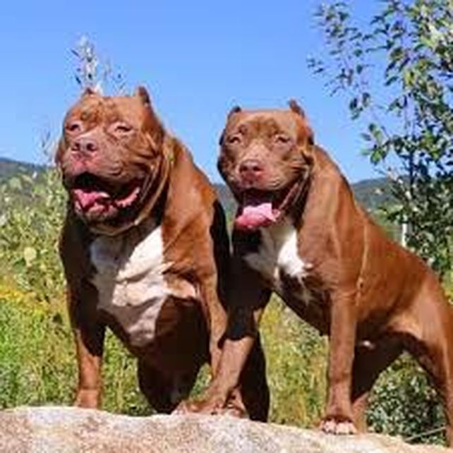 Pitbulls. El dueño conocía la peligrosidad de sus perros