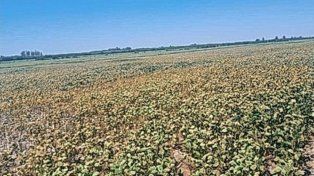 Se destinarán más de un millón de hectáreas en Entre Ríos para la campaña 2025/2026 de soja.