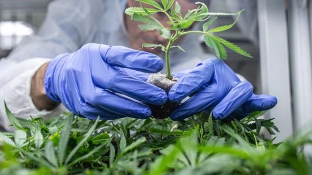 Santa Fe a un paso de consolidar su propia producción de aceite de cannabis