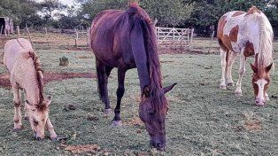 Ni Más t.A.S es una organización sin fines de lucro de Paraná dedicada al rescate , rehabilitación y rescate y adopción de caballos que sufrieron maltrato y explotación en carros.