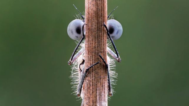 Las divertidas imágenes  del Comedy Wildlife Photography Awards 2020