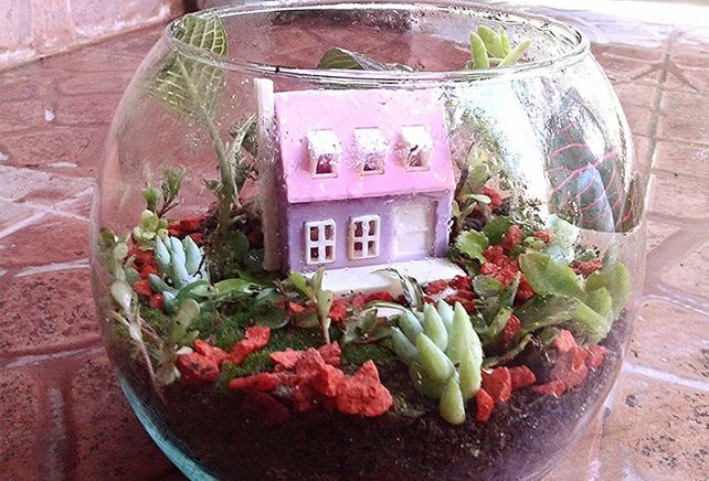 Cómo armar un terrario