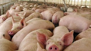 Senasa suspende importación de chorizos y jamones de España