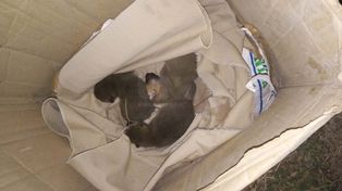 Los tres cachorros rescatados