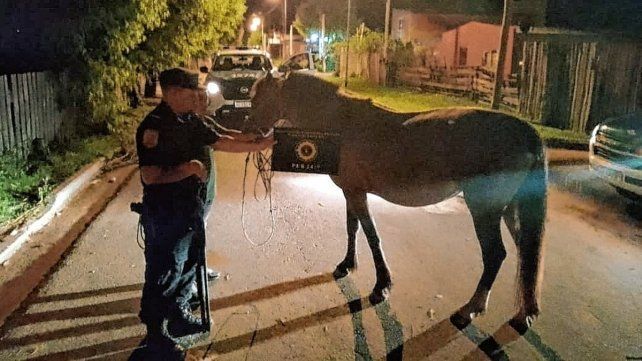 De los tres equinos sustraídos en la vecina ciudad de Salto