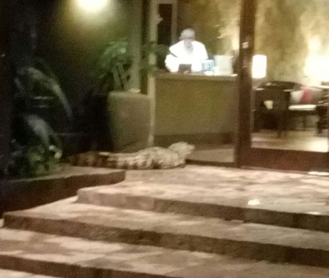 Un yacaré apareció en el hall de un hotel y causó pánico en Puerto Iguazú
