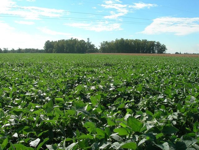 La soja de primera comienza a sentir los efectos de la falta de agua. Crece la preocupación en el agro.