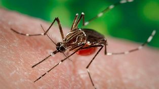 Preocupación por el aumento de casos autóctonos de dengue
