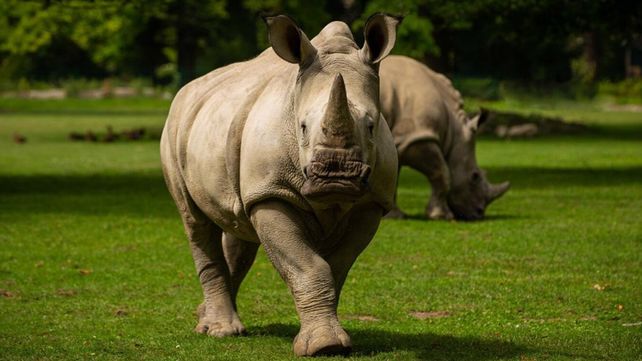El Día del Animal se conmemora con el fin de celebrar a todas las especies del país y prevenir la extinción de muchas de estas.