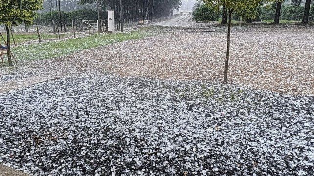 El granizo pegó fuerte en las quintas citrícolas.