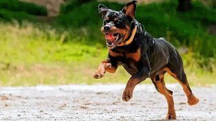 Un niño fue atacado por tres rottweilers y está en terapia