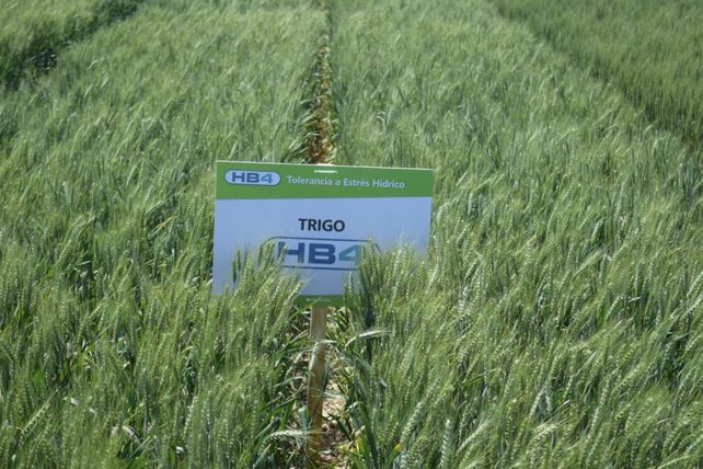 El trigo resistente a la sequía fue desarrollado por Bioceres.
