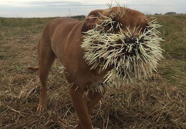 Así quedó un perro por meterse con un puercoespín