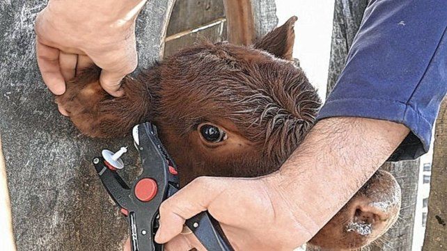 Ganadería: para potenciar la exportación se anunció el Sistema Nacional de Trazabilidad Electrónica Individual